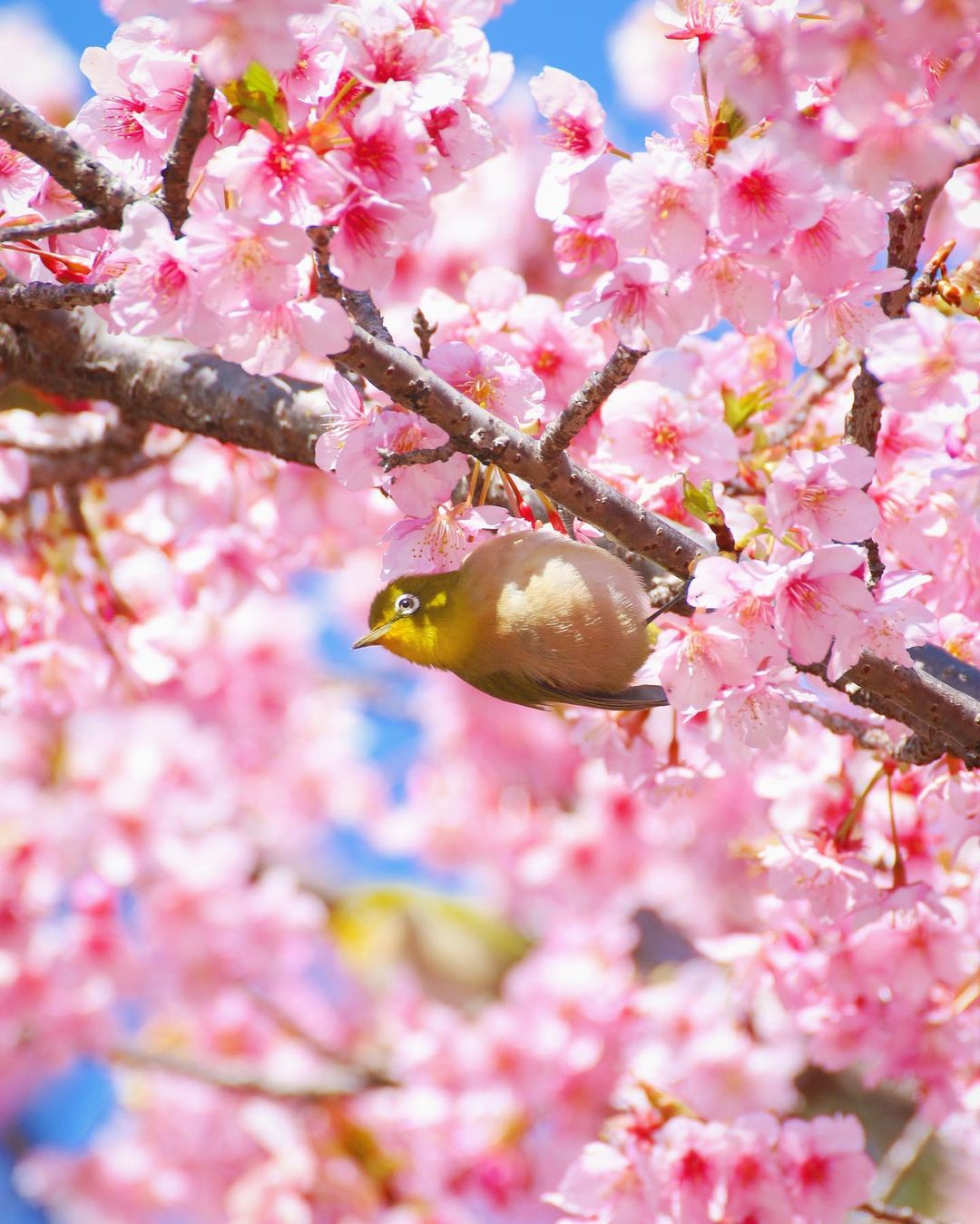 春よ来い🌸