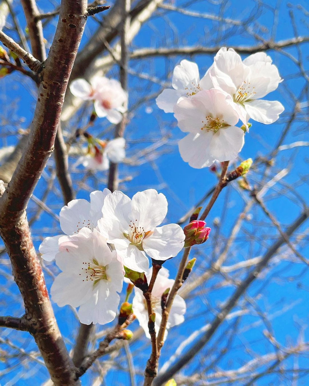 桜咲く🌸