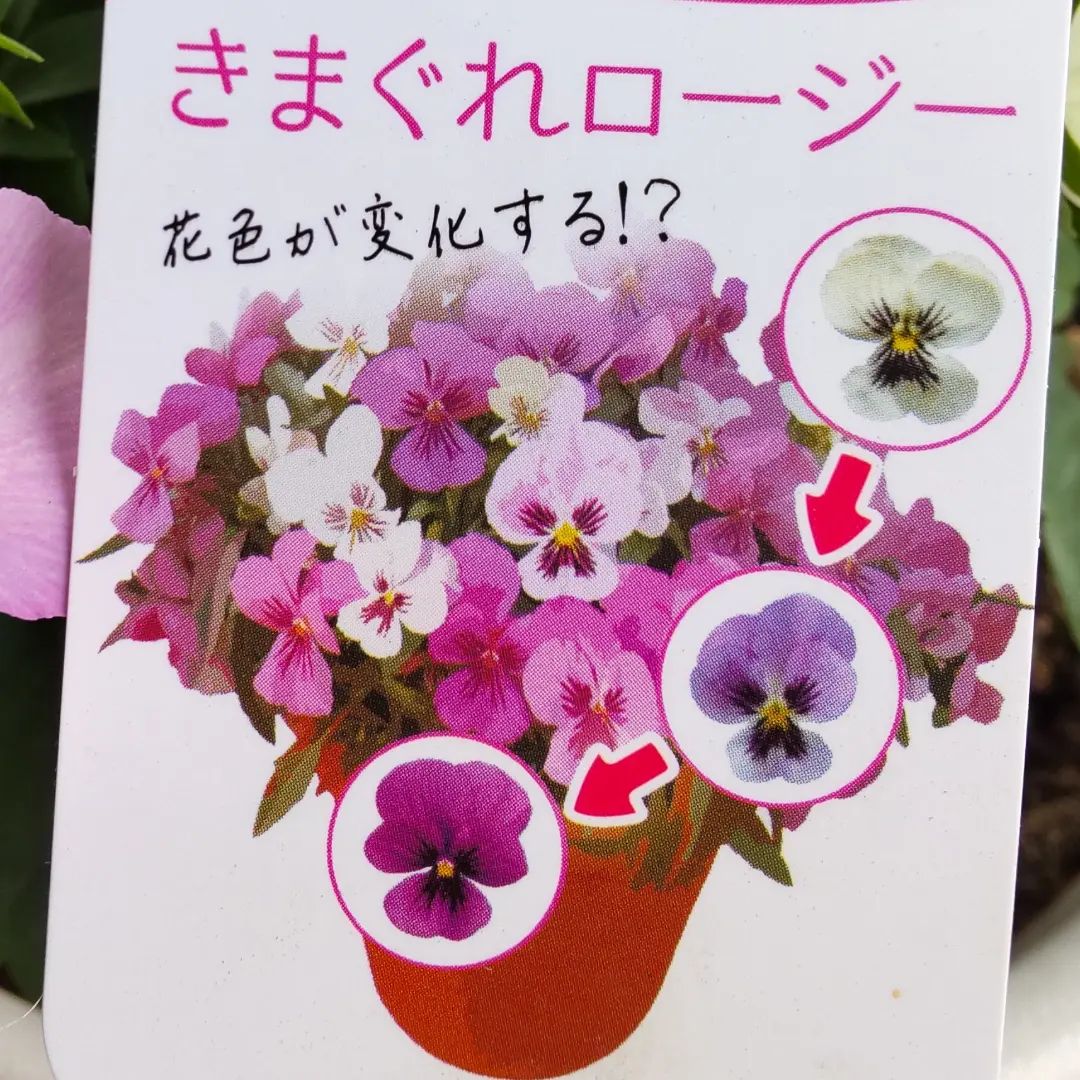 パンビオの季節になりました🌼