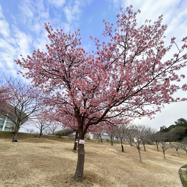 河津桜（カワヅザクラ）