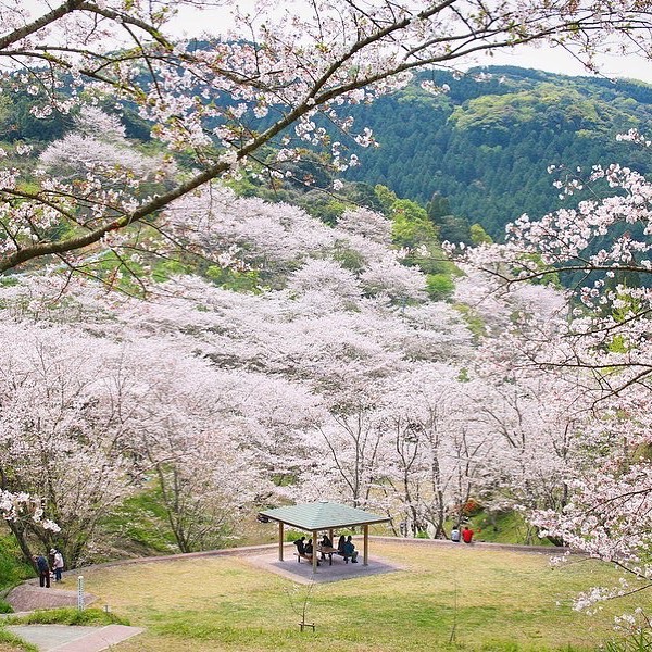 桜の日🌸